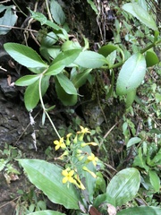 Kalanchoe integra