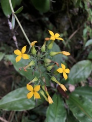 Kalanchoe integra
