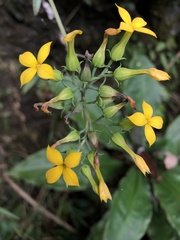 Kalanchoe integra