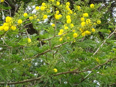 Vachellia kosiensis