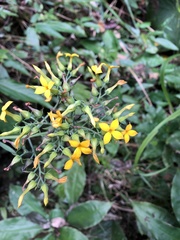 Kalanchoe integra