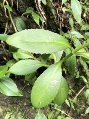 Kalanchoe integra