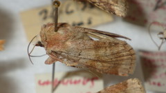 Diarsia mendica