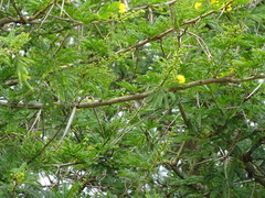Vachellia kosiensis