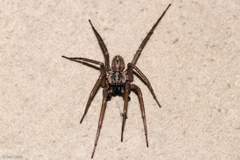 Xeropigo