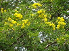 Vachellia kosiensis