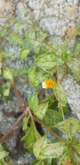 Tridax platyphylla