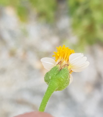 Tridax platyphylla