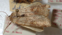 Diarsia mendica