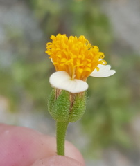 Tridax platyphylla