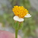 Tridax platyphylla - Photo (c) Eugenio Padilla, μερικά δικαιώματα διατηρούνται (CC BY-SA), uploaded by Eugenio Padilla