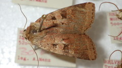 Diarsia mendica