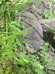 Atelerix albiventris