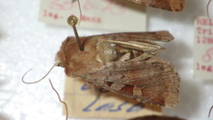 Diarsia mendica