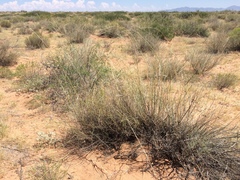 Sporobolus flexuosus