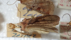 Diarsia mendica