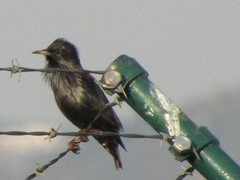 Sturnus unicolor