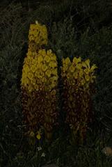 Cistanche lutea