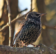 Sturnus vulgaris
