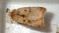 Diarsia mendica