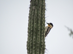White-Fronted Woodpecker photo 4
