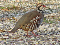 Alectoris rufa