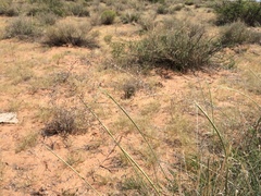 Sporobolus flexuosus