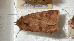 Diarsia