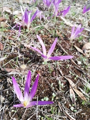 Colchicum montanum