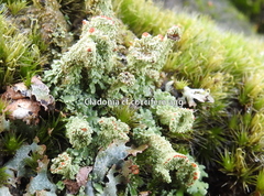 Cladonia coccifera