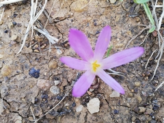 Colchicum montanum