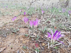 Colchicum montanum
