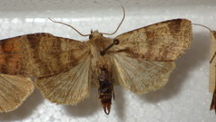 Diarsia mendica