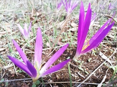 Colchicum montanum