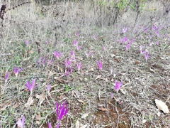 Colchicum montanum