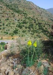 Asphodeline lutea