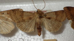 Diarsia mendica