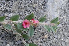 Indigofera linifolia image