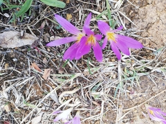 Colchicum montanum