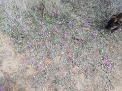 Colchicum montanum