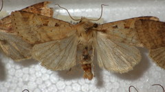 Diarsia mendica