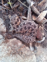 Pachydactylus maculatus