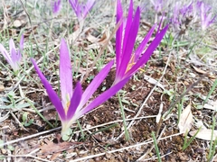 Colchicum montanum