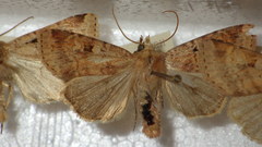 Diarsia mendica
