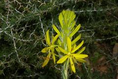 Asphodeline lutea