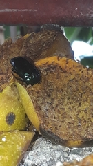 Lagochile emarginata