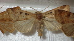 Diarsia mendica
