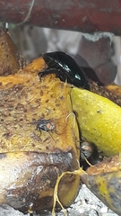 Lagochile emarginata