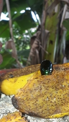 Lagochile emarginata