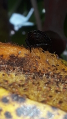 Lagochile emarginata